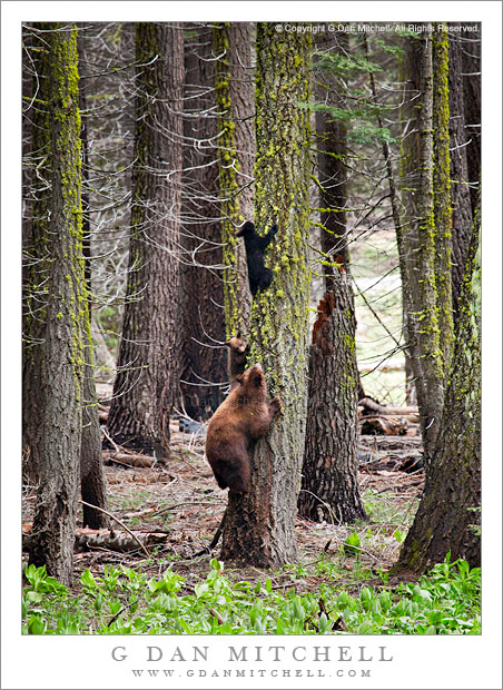 Tree Climbing Lesson Tree Climbing Lesson - Two black bear cubs and their mother climb trees in Yosemite National Park, California.