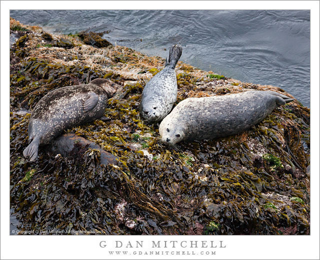 Three Harbor Seals Three Harbor Seals