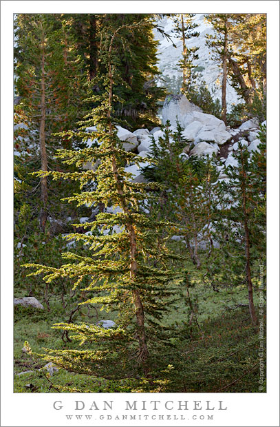 Forest, Morning Light Forest, Morning Light