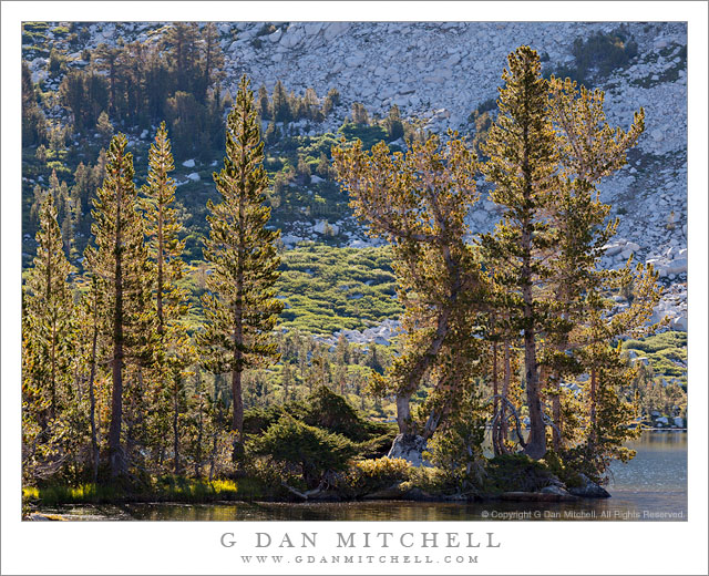 Peninsula and Trees, Morning Peninsula and Trees, Morning