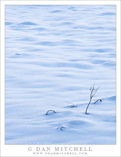 Meadow Plants, Early Snow - Meadow plants bend beneath the weight of an early October snowfall, eastern Sierra Nevada, California.