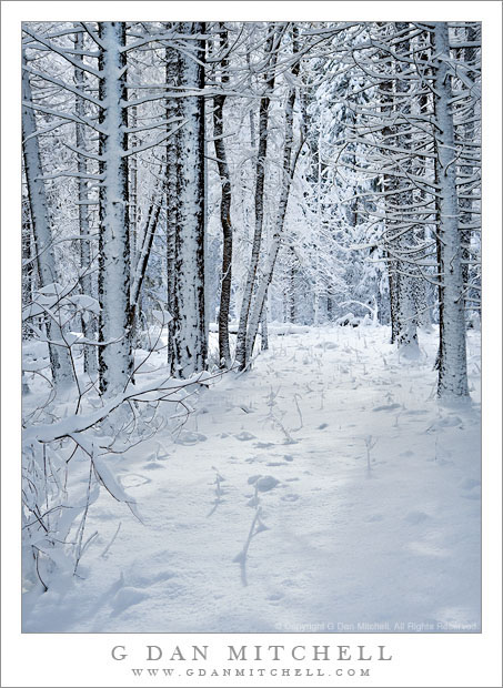 New Snow, Forest New Snow, Forest - New fallen snow covers trees and ground in a Yosemite Valley Forest.