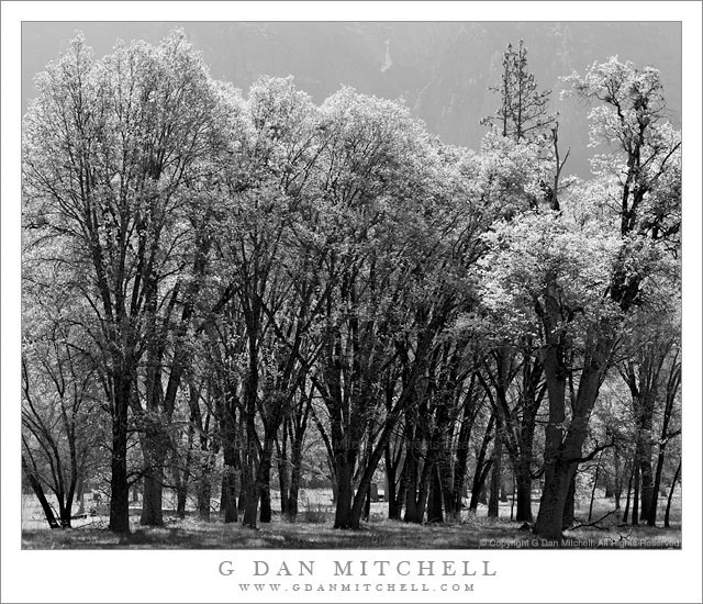 Spring Trees, Yosemite Valley Spring Trees, Yosemite Valley - New spring growth comes to a grove of trees in a Yosemite Valley meadow.