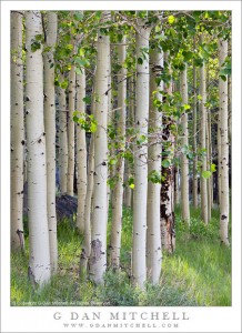 Morning light filters through an eastern Sierra aspen grove on a spring morning.