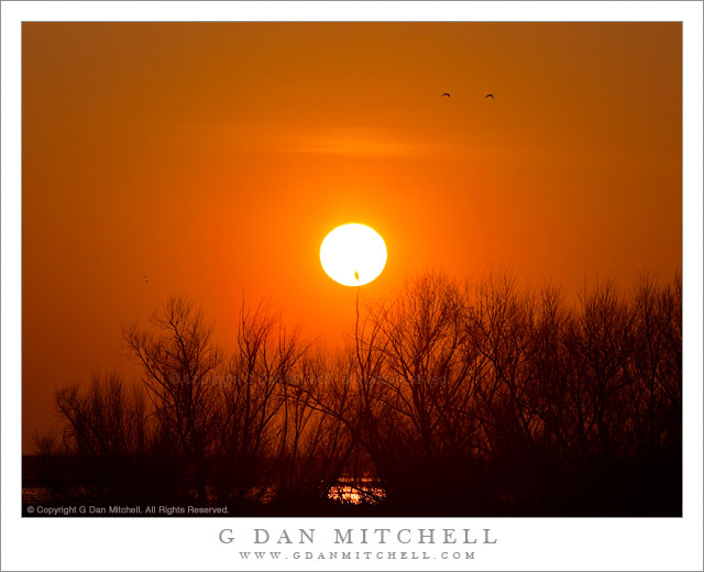 Birds, Brush, and Setting Sun - Sun sets over Merced National Wildlife Refuge, silhouetting brush and birds.