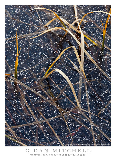 Snowflakes, Grass, and Frozen Lake Snowflakes, Grass, and Frozen Lake - Fresh snowflakes among leaves of grass on the frozen surface of Siesta Lake, Yosemite National Park.
