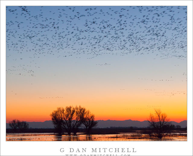 Bird-Filled Dusk Sky, Central Valley - The edge of a huge flock of geese fills the dusk sky above seasonal winter ponds in California's Central Valley.