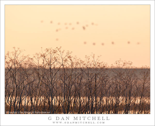 Fennel, Distant Birds, Morning Fennel, Distant Birds, Morning - Early morning light on a row of fennel plants with migratory birds passing in the distance, Central Valley, California.