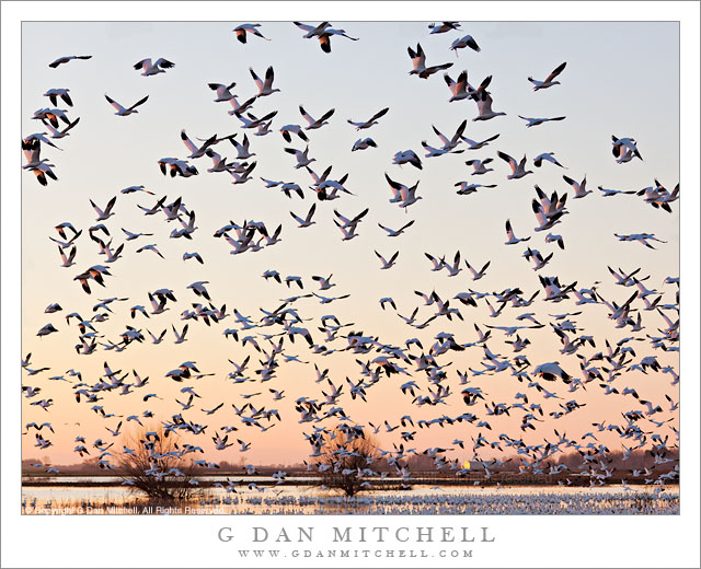 Ross's Geese in Flight, Central Valley Evening Ross's Geese in Flight, Central Valley Evening - A large flock of Ross's geese takes flight in the sunset sky above Central Valley ponds, California.