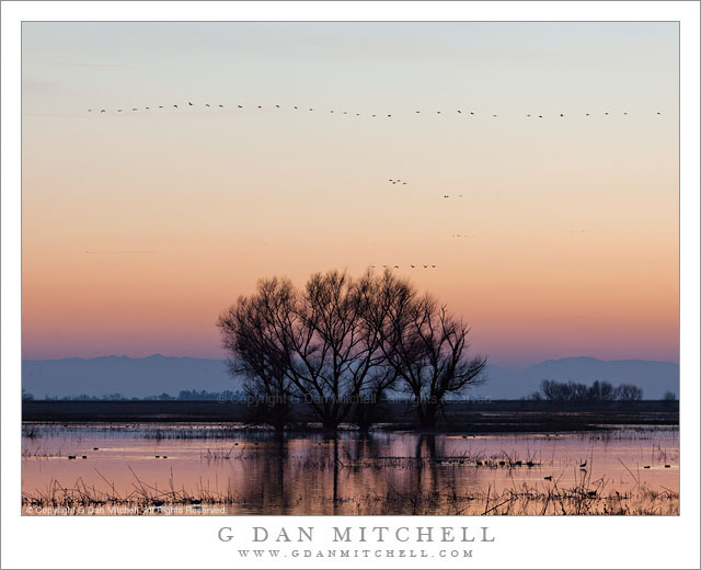 Trees, Pond, and Birds in Twilight Sky Trees, Pond, and Birds in Twilight Sky - Migratory birds fly through twilight skies above trees and ponds at the Merced National Wildlife Refuge.