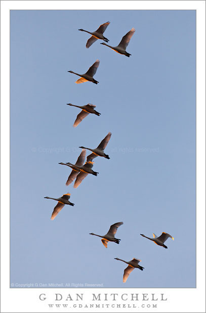 Tundra Swans, Dawn Tundra Swans, Dawn - Tundra swans in dawn light above the Central Valley of California.
