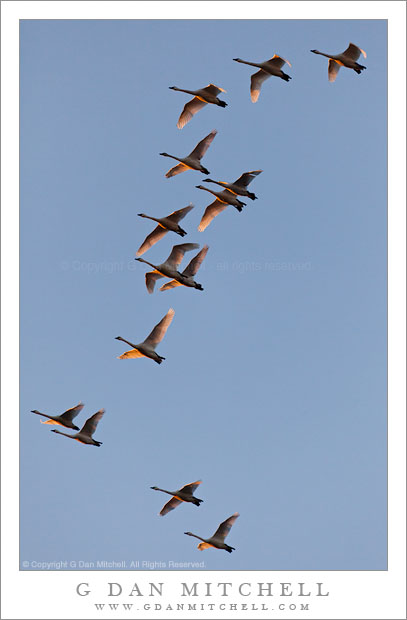 Tundra Swans, Dawn Tundra Swans, Dawn - Tundra swans in dawn light above the Central Valley of California.