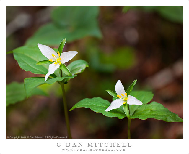 Two Trillium Blossoms Two Trillium Blossoms - Two trillium blossoms in the redwood forests of the Golden Gate National Recreation Area, California