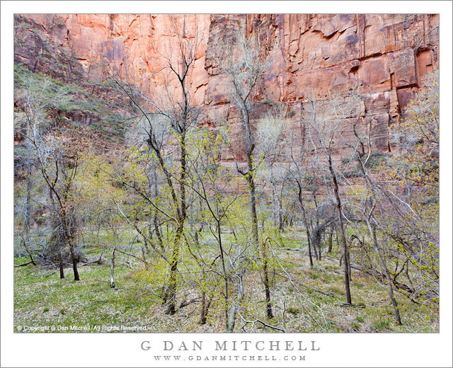 Spring Cottonwoods, Zion Canyon Spring Cottonwoods, Zion Canyon - New spring leaves appear on cottonwood trees along the Virgin River in Zion Canyon, Zion National Park.