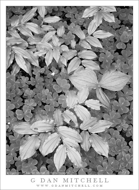 Plants, Redwood Forest - New spring growth on the forest floor among the redwoods at Muir Woods National Monument, California.
