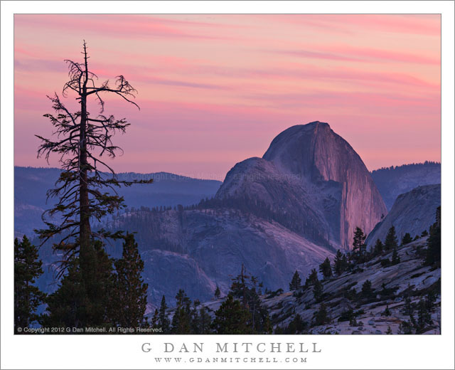 Half Dome, Dusk - Half Dome and lone tree at dusk, from Olmsted Point, Yosemite National Park.