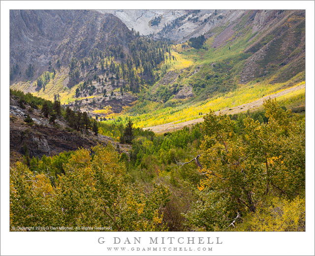 Early Fall Color, McGee Canyon - Early fall color comes to McGee Canyon in the eastern Sierra Nevada, California