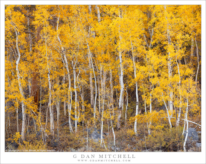 Aspen Grove Below South Lake Aspen Grove Below South Lake - A dense aspen grove in full fall color near South Lake in the Bishop Creek drainage