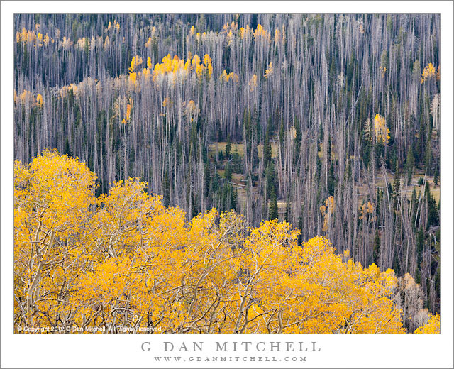 Aspen Covered Hills Aspen Covered Hills - Aspens, some golden and some bare, cover high elevation slopes near Brian Head, Utah