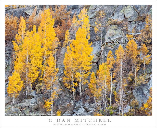 Aspens and Granite, Autumn Aspens and Granite, Autumn - Aspen trees with golden autumn leaves grow among boulders on a rocky eastern Sierra Nevada slope
