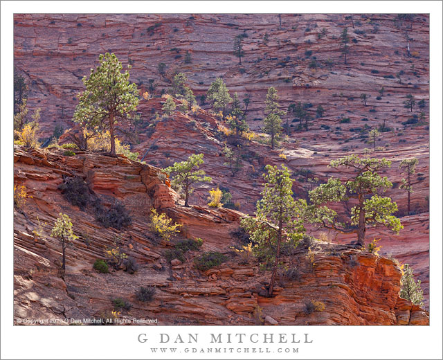Backlit Trees and Sandstone, Afternoon Backlit Trees and Sandstone, Afternoon - Afternoon sun back-lights trees and brush in the sandstone high country of Zion National Park, Utah