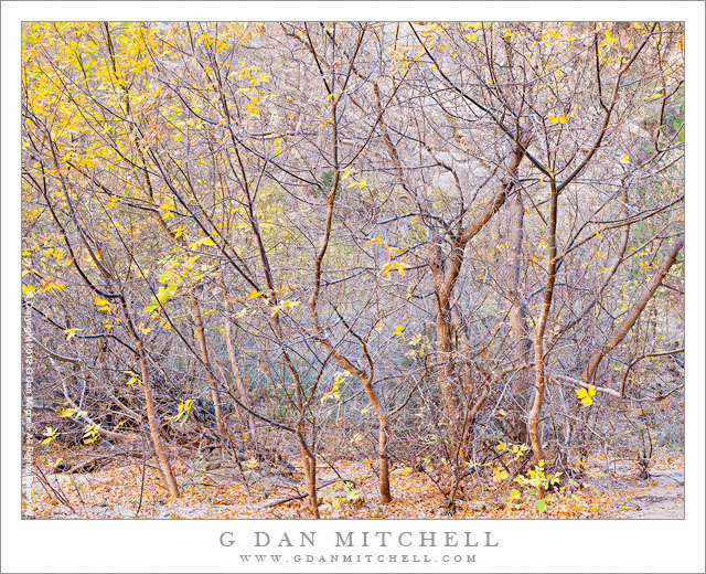 Box Elder Thicket, Fall - A dense thicket of box elder trees along the Escalante River, Utah