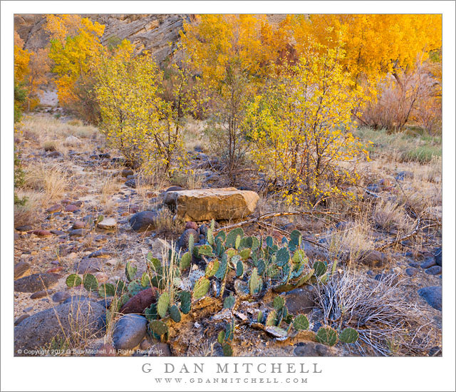 Cactus, Escalante Canyon, Fall - Cactus plants grow in front of brilliant fall colors along the Excalante River, Grand Staircase-Escalante National Monument