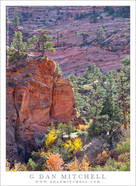 Canyon Bottom, Red Rock, and Trees Canyon Bottom, Red Rock, and Trees - Red rock sandstone terrain, trees, and brush line a canyon bottom in the high country of Zion National Park