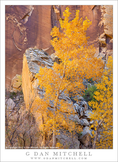 Cottonwood, Fallen Monolith, and Cliff - Sunlight reflected from nearby canyon walls illuminates an autumn cottonwood tree in front of a fallen sandstone monolith and vertical cliff face.