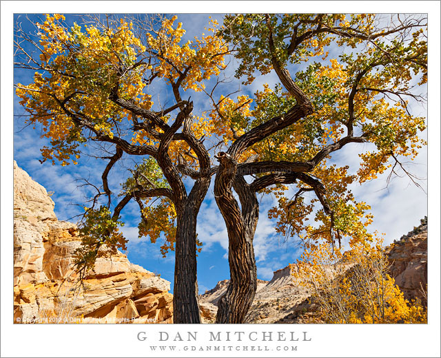 Cottonwood Trees and Cloud-Filled Sky - Massive old cottonwood trees silhouetted against the cloud-filled autumn sky, Grand Staircase-Escalante National Monument