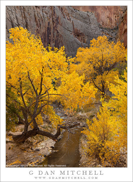 Escalante River, Cottonwood Trees, Autumn Escalante River, Cottonwood Trees, Autumn - Large cottonwood trees with autumn leaves along the Escalante River, Utah