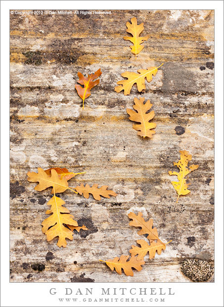 Autumn Oak Leaves, Streambed Rock Autumn Oak Leaves, Stream Bed Rock - Oak leaves on stratified stream bed rocks, Zion National Park