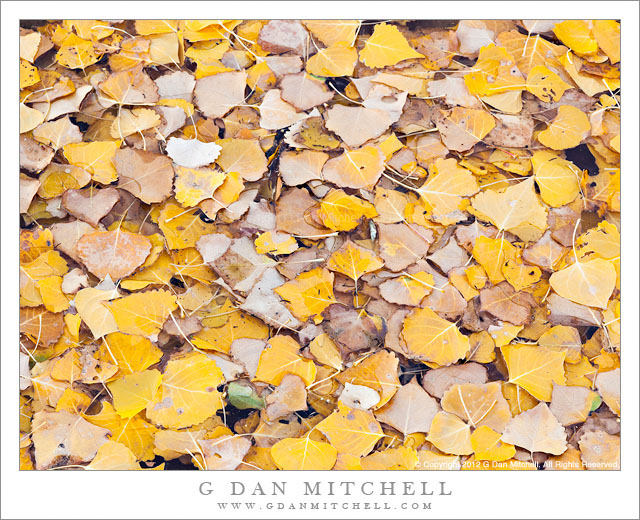 Floating Cottonwood Leaves, Autumn Floating Cottonwood Leaves, Autumn - Floating cottonwood leaves nearly obscure the surface of a small pond along the Escalante River, Utah