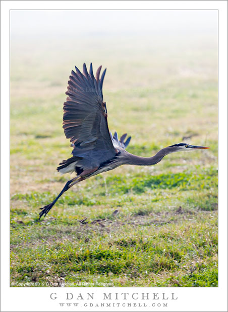Great Blue Heron Taking Flight Great Blue Heron Taking Flight - A great blue heron takes flight from a field at the Merced National Wildlife Refuge California