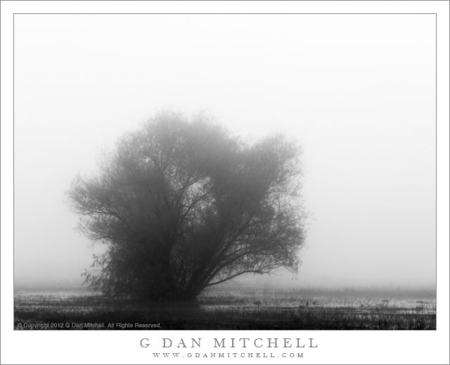 Marsh, Tree, Fog Marsh, Tree, Fog - A small tree in a foggy marsh