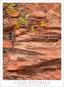 Branch and lautumn eaves of a gambel oak drape over layered sandstone after rain, Zion National Park