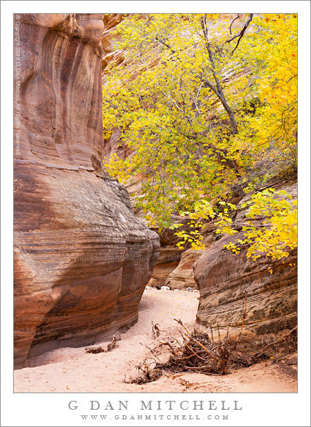 Autumn Trees, Slot Canyon Autumn Trees, Slot Canyon - A tree in autumn foliage grows in the pink-sand bottom of a slot canyon, Zion National Park