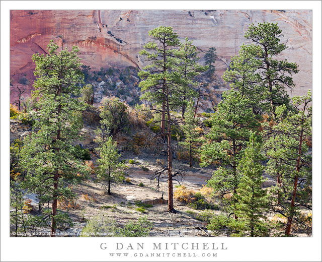 Pines and Sandstone Cliff Pines and Sandstone Cliff - A sparse forest of pine trees in front of a towering sandstone cliff, Zion National Park