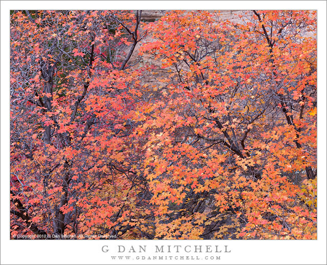 Red Maple Trees, Autumn Red Maple Trees, Autumn - Autumn red maple trees growing against a sandstone cliff, Zion National Park