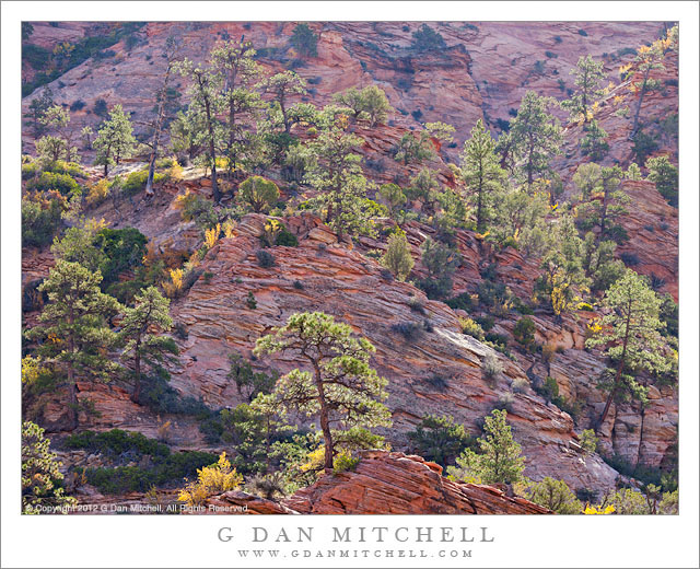 Trees and Red Rock, High Country - Backlit trees in a high country terrain of rugged red rock sandstone, Zion National Park