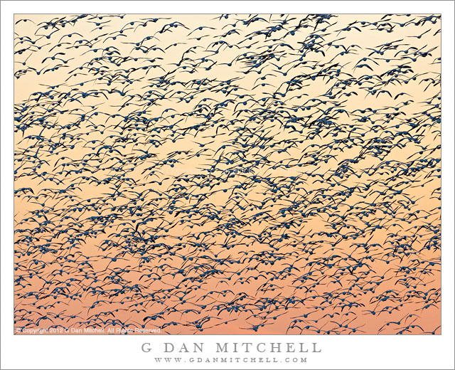 Ross's Geese Fill the Sky - A large flock of Ross's geese fill the dusk sky during the fly-in, San Joaquin Valley, California
