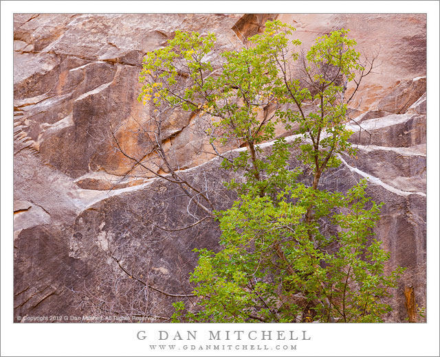 Slot Canyon Tree Slot Canyon Tree - A box elder tree stands against the vertical sandstone walls of a Utah slot canyon