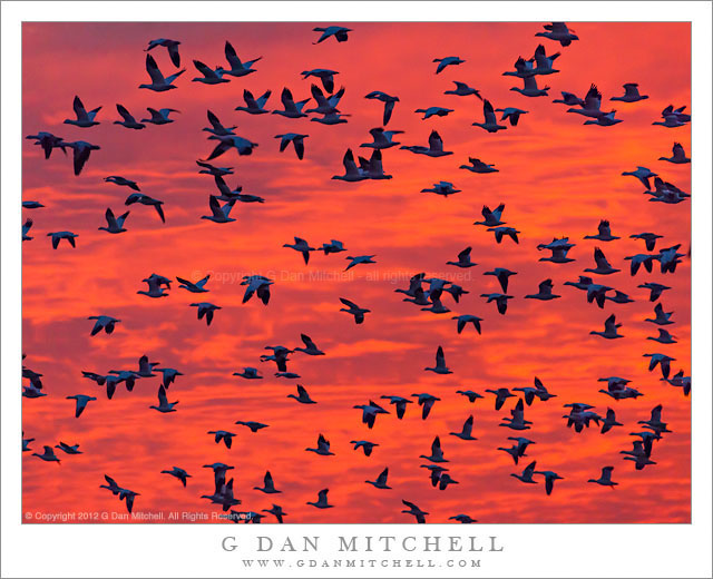 Blue Geese, Red Sky