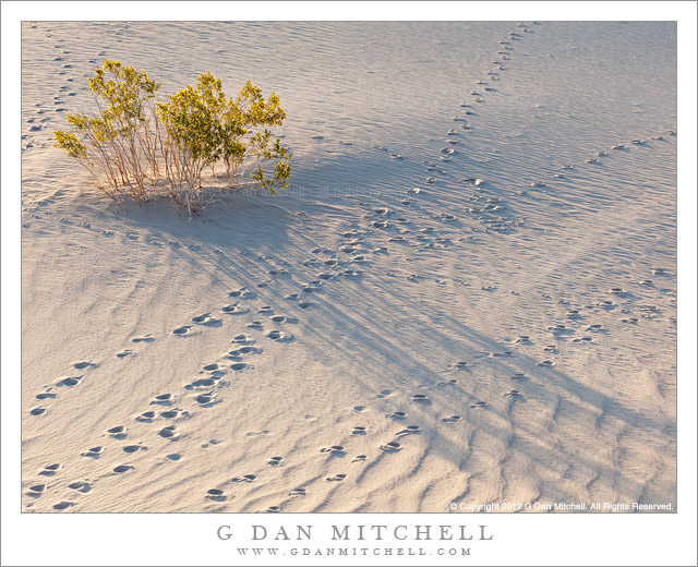 Creosote Shadows, Morning Tracks in Sand