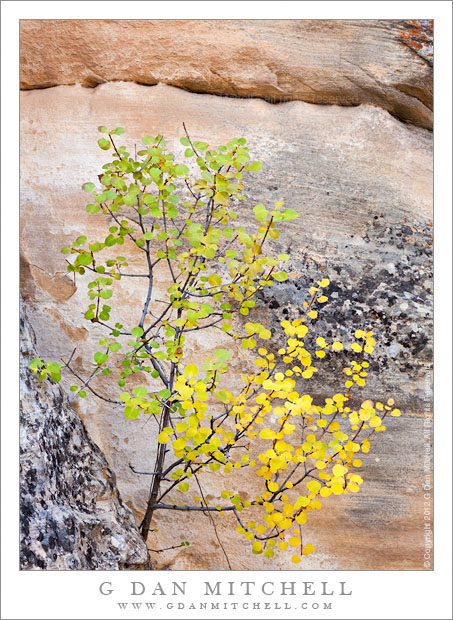 Single-Leaf Ash, Green and Yellow Leaves Single-Leaf Ash, Green and Yellow Leaves - A single-leaf ash in a narrow sandstone-walled canyon begins its autumn transition from green to yellow, Grand Staircase-Escalante National Monument