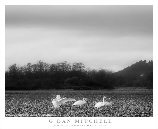 Trumpeter Swans, Field Trumpeter Swans, Field - A small group of trumpeter swans on a misty day in a Skagit Valley field, Washington