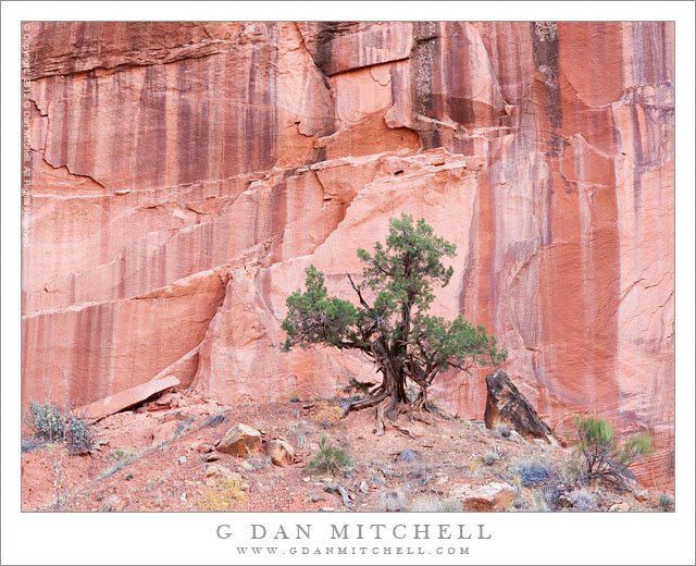 Utah Juniper, Sandstone Cliff