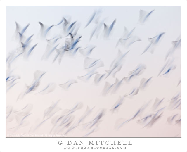 Flight of Geese