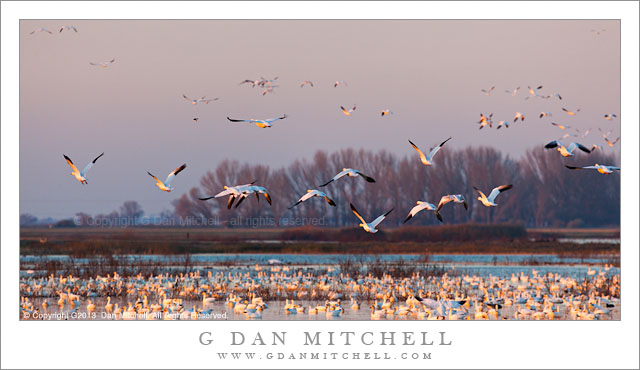 Ross's Geese, Golden Hour Fly-Out