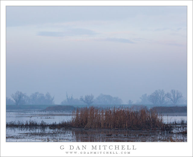 Foggy Marsh, Dawn Light